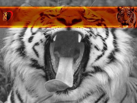 tigre